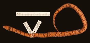Media type: image;   Herpetology R-178334